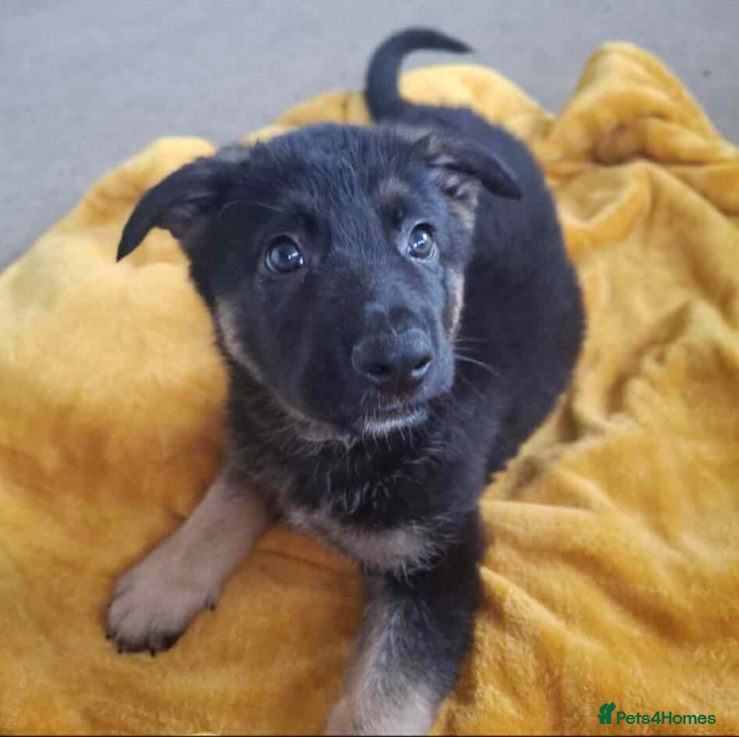 German Shepherd dogs for sale: BEAUTIFUL GERMAN SHEPHERD PUPS READY NOW - Image 12