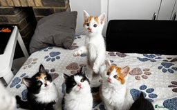 Domestic Shorthair cats for sale: Beautiful and adorable kittens for sale☺️ - Image 33