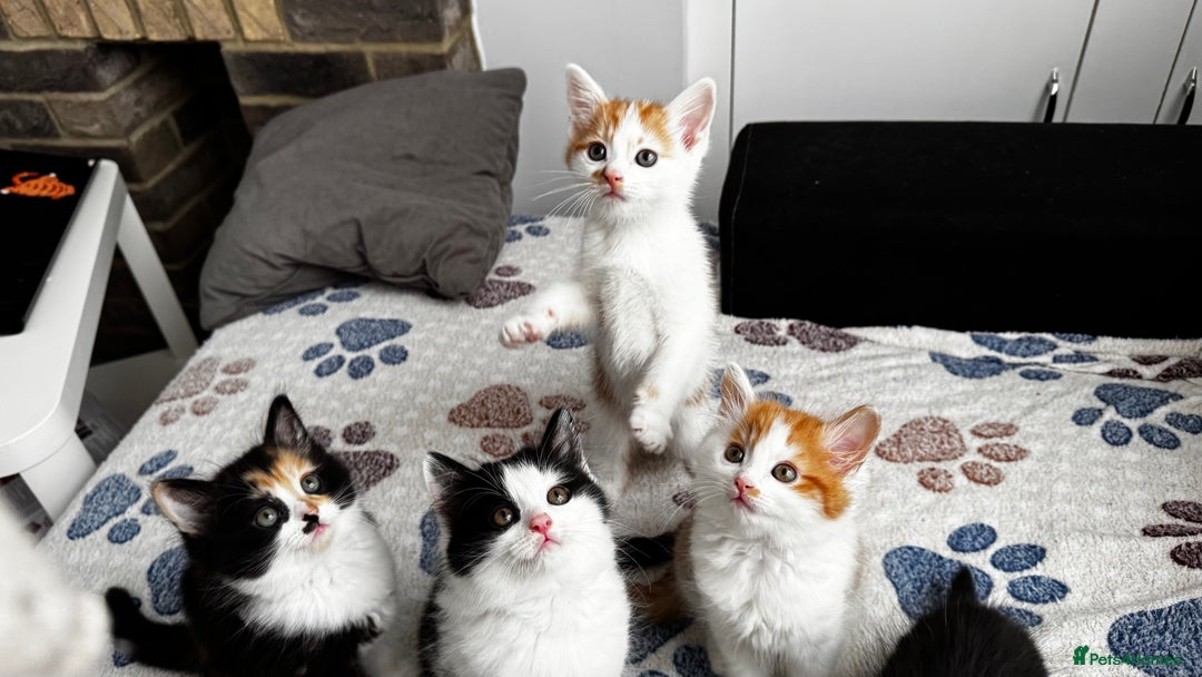 Domestic Shorthair cats for sale: Beautiful and adorable kittens for sale☺️ - Image 33