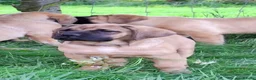 Mastiff dogs for sale: LAST BOY !! Mastiff puppies  - Advert 13