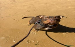 American Bully dogs for sale: ABCK pocket bully - Image 2