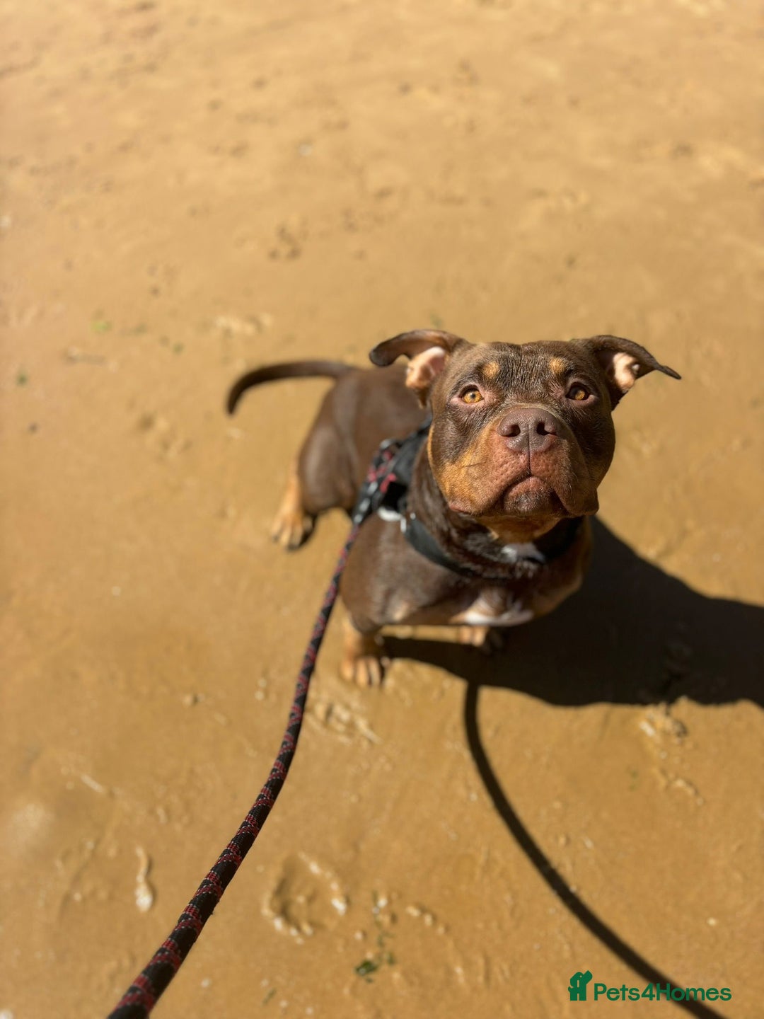 American Bully dogs for sale: ABCK pocket bully - Image 2