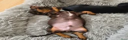 Miniature Dachshund dogs for sale: Mini dachshund puppies 🐶 available now - Advert 2
