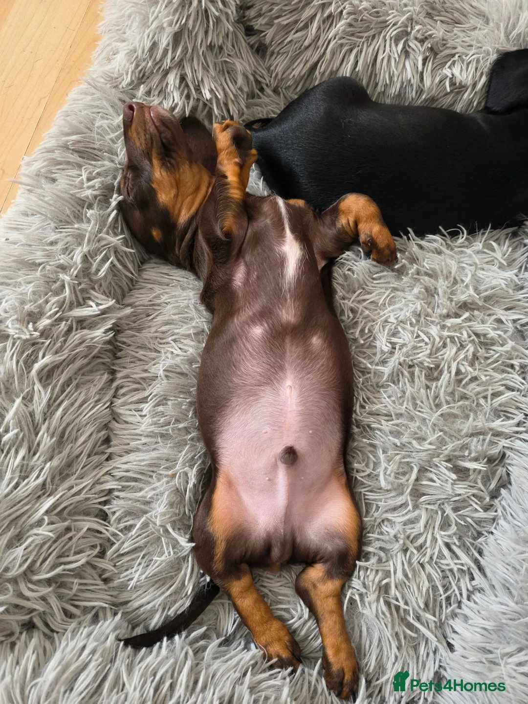 Miniature Dachshund dogs for sale: Mini dachshund puppies 🐶 available now - Advert 2