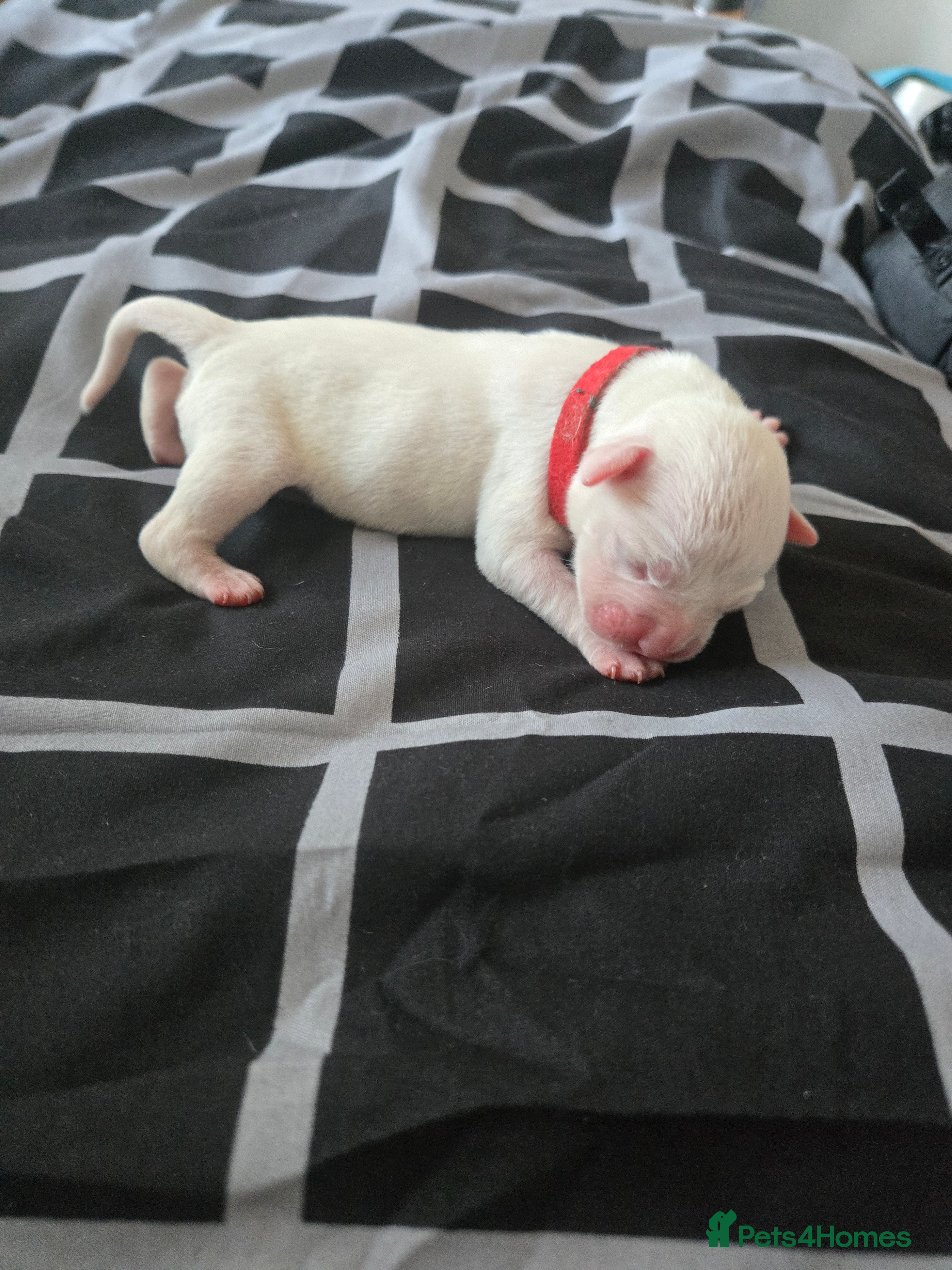 Mixed Breed dogs for sale: Mam an old tyme bulldog dad full American bulldog  - Advert 2