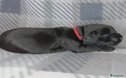 Cocker Spaniel dogs for sale: Show x Working Cocker Spaniels, HEALTH tested - Image 15