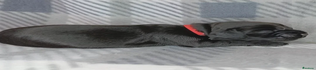 Black female - Red collar