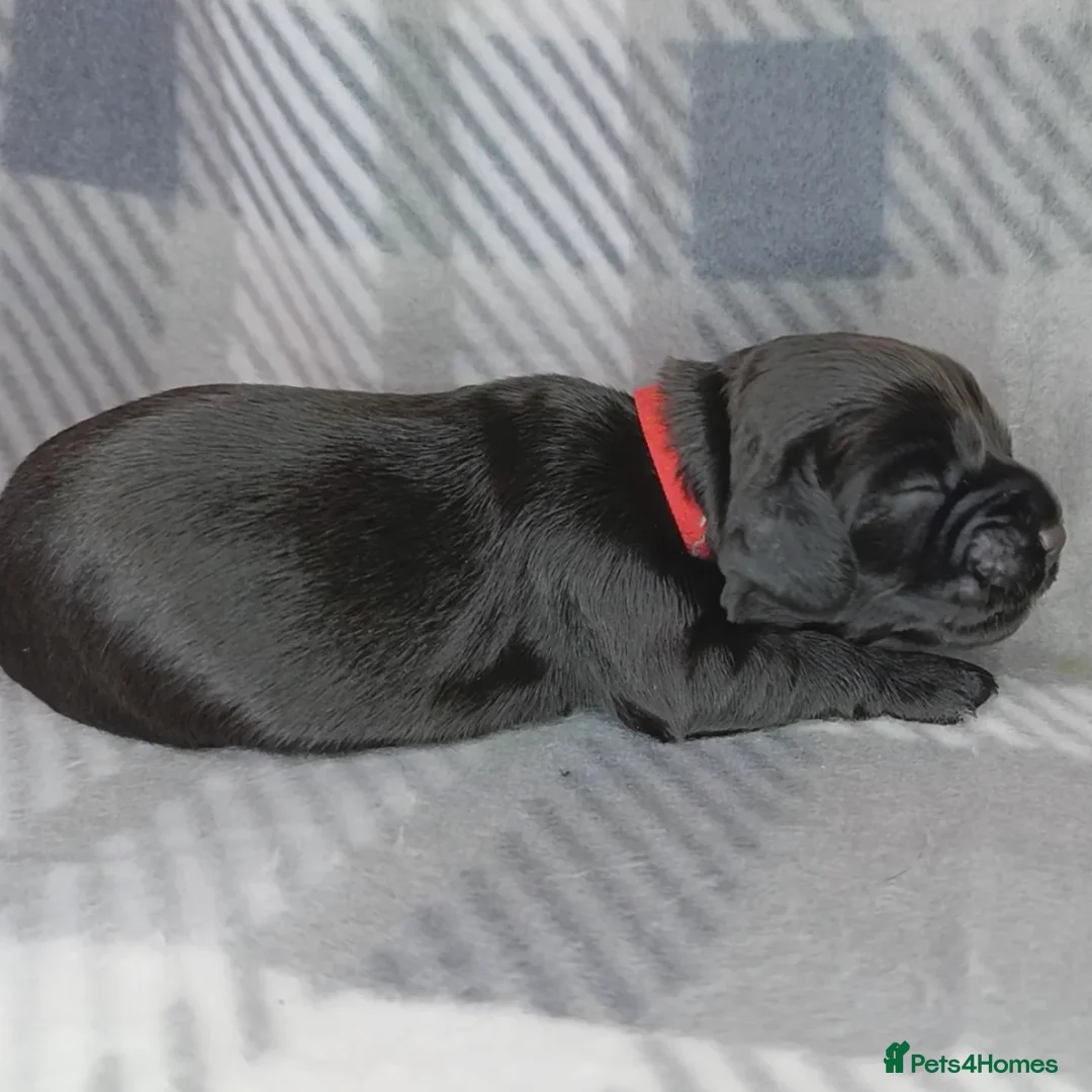 Cocker Spaniel dogs for sale: Show x Working Cocker Spaniels, HEALTH tested - Image 15