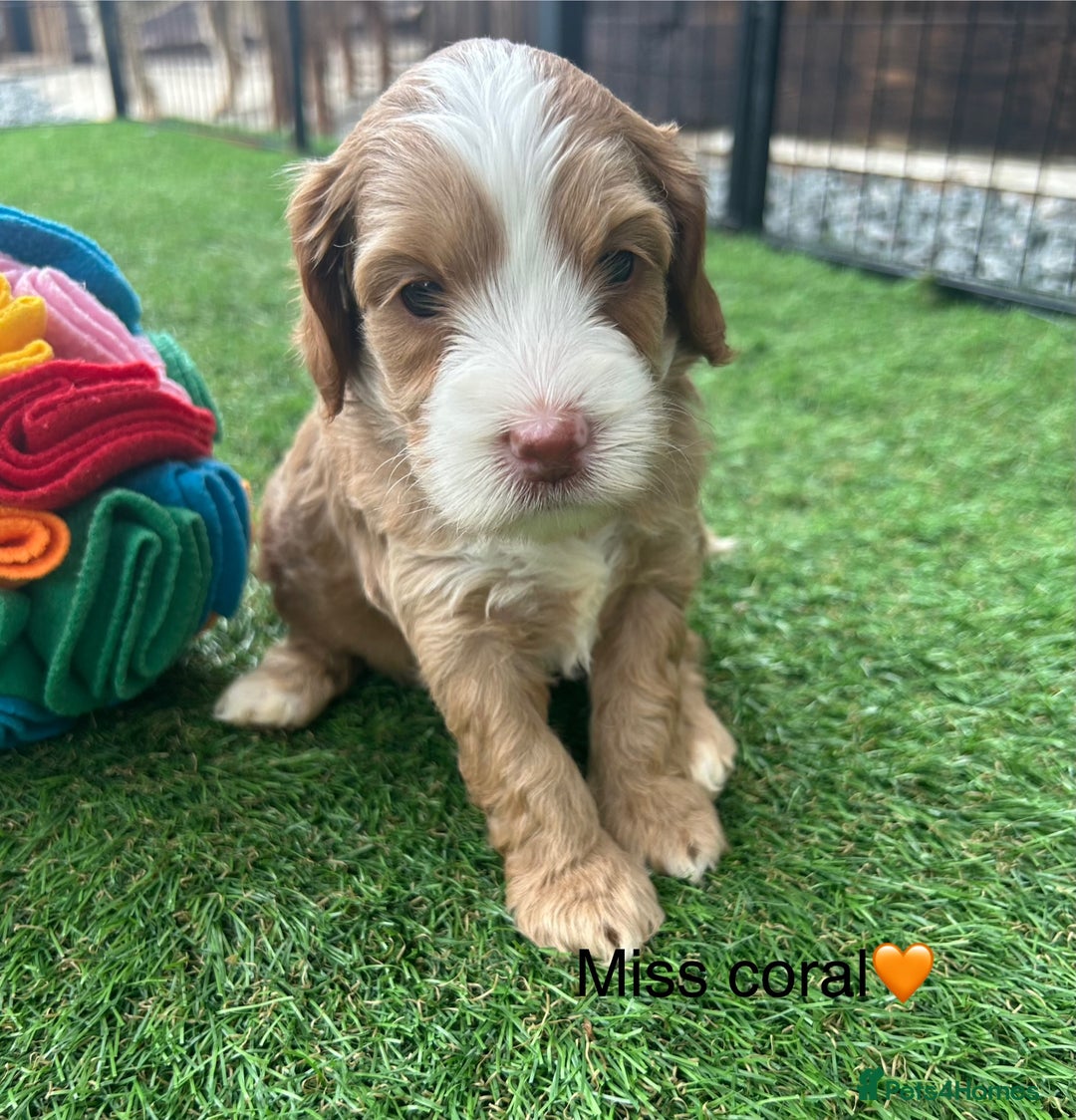Cockapoo dogs for sale: F1 COCKAPOO PUPPIES 5🌟 LICENSED BREEDER  - Image 6