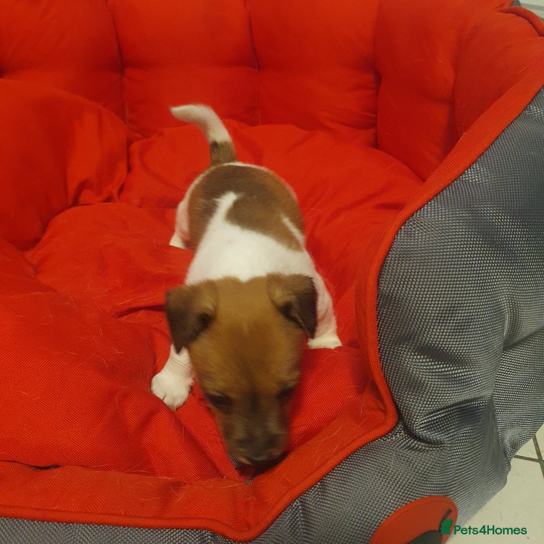 Jack Russell dogs for sale: Jack Russell puppies  - Image 14