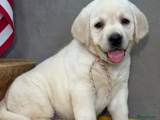 Labrador Retriever dogs Micky is looking for an amazing home - Advert 14