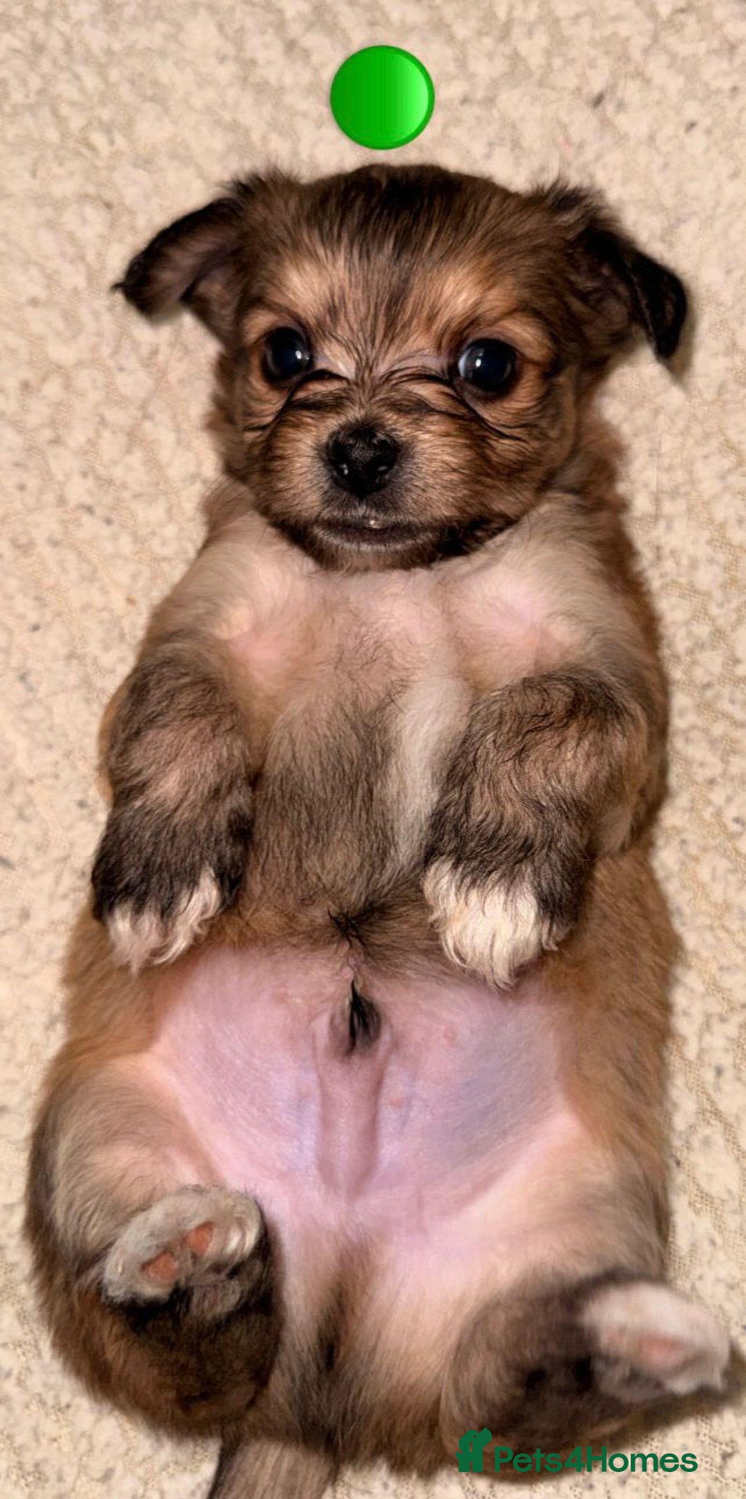 Mixed Breed dogs for sale: Five healthy puppies looking for a living home!  - Advert 8