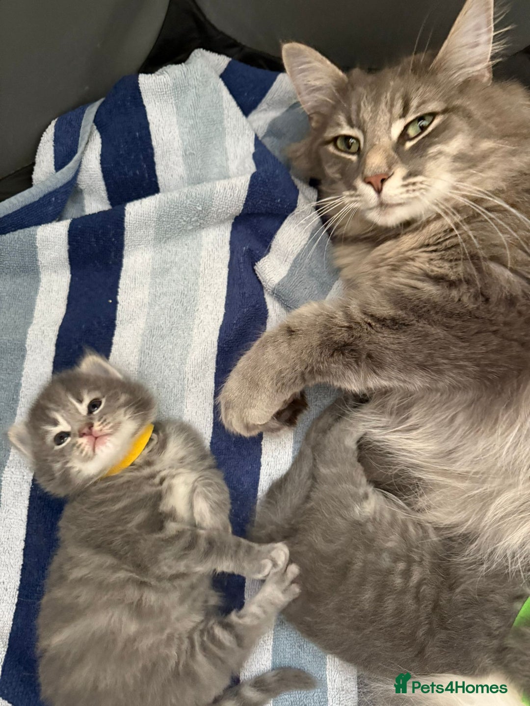 Norwegian Forest Cat cats for sale: Three Purebred Pedigreed Norwegian Forest Kittens  in Poole - Image 4