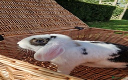 Mini Lop rabbits for sale: Mini lop rabbit male  - Image 1