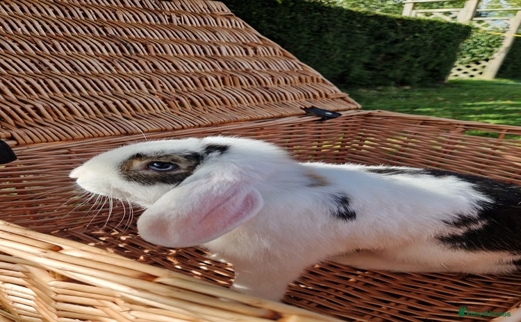 Mini Lop rabbits - Advert 2
