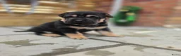 Mixed Breed dogs for sale: Shepard Peis - Advert 26
