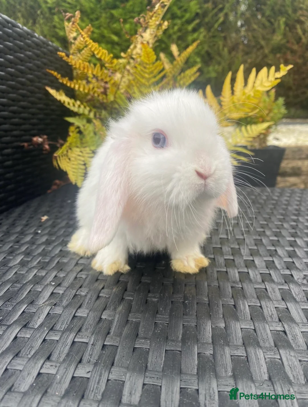 Mini Lop rabbits for sale: Gorgeous minilops for sale  - Advert 2