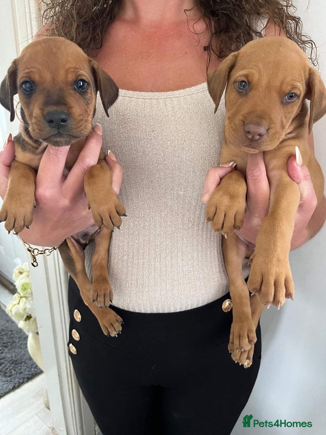 Mixed Breed dogs for sale: Doberman puppies for sale - Image 6