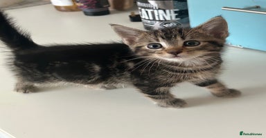 Domestic Shorthair cats Four tabby kittens for sale  - Advert 9