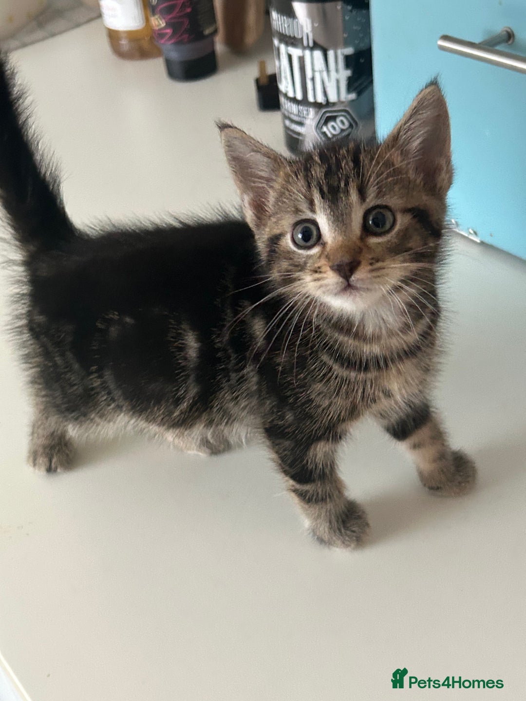 Domestic Shorthair cats for sale: Four tabby kittens for sale  - Advert 3