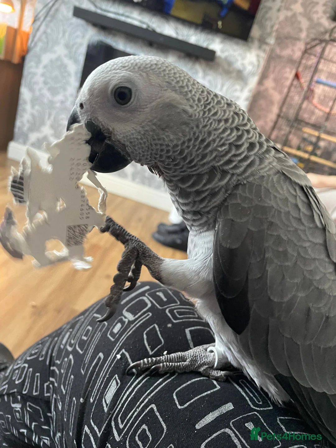 Parrots birds for sale: Congo African Grey parrots for sale  in Norwich - Advert 3