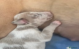 Lurcher dogs for sale: Lurcher puppies  - Image 13