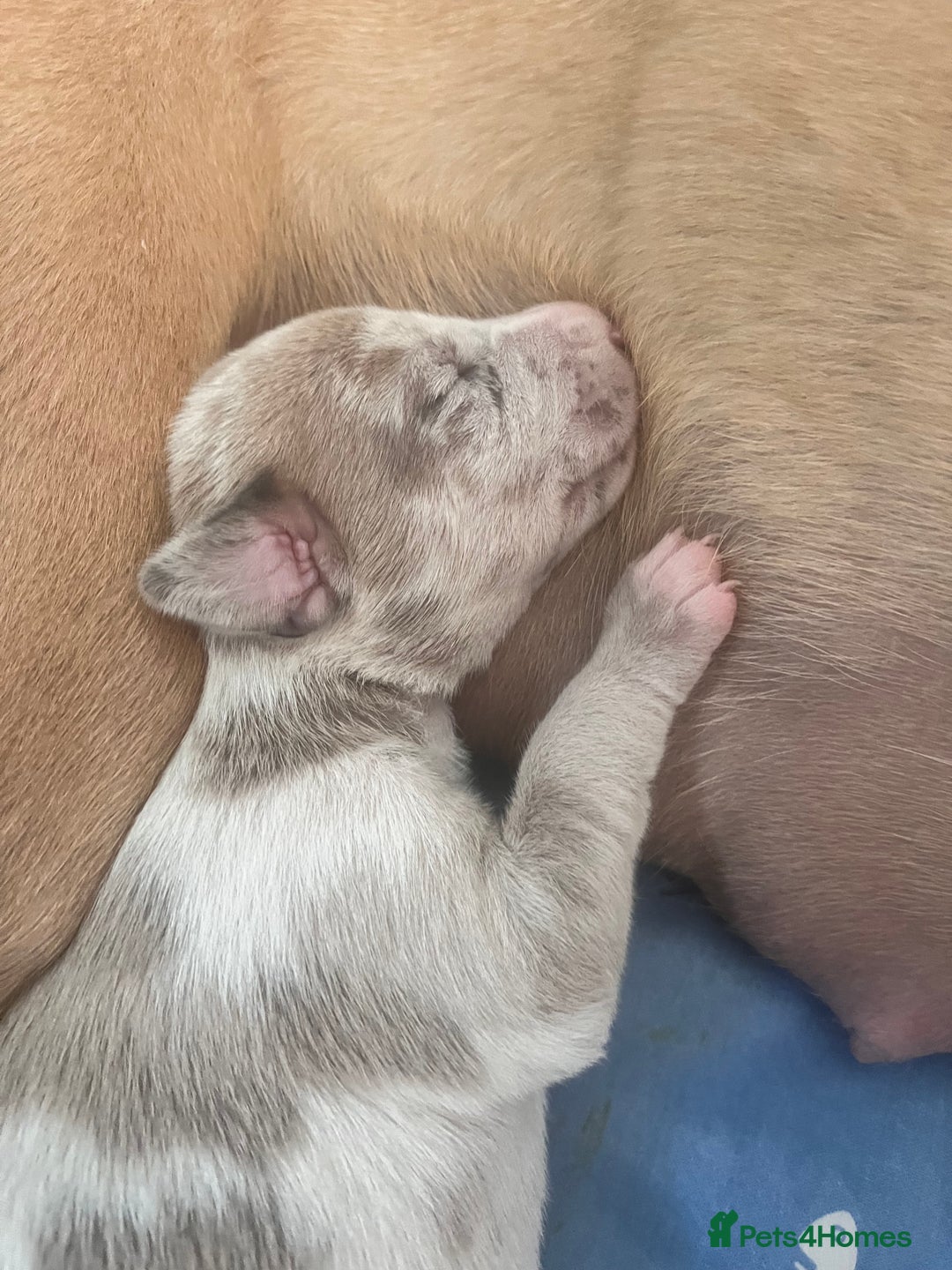 Lurcher dogs for sale: Lurcher puppies  - Image 13