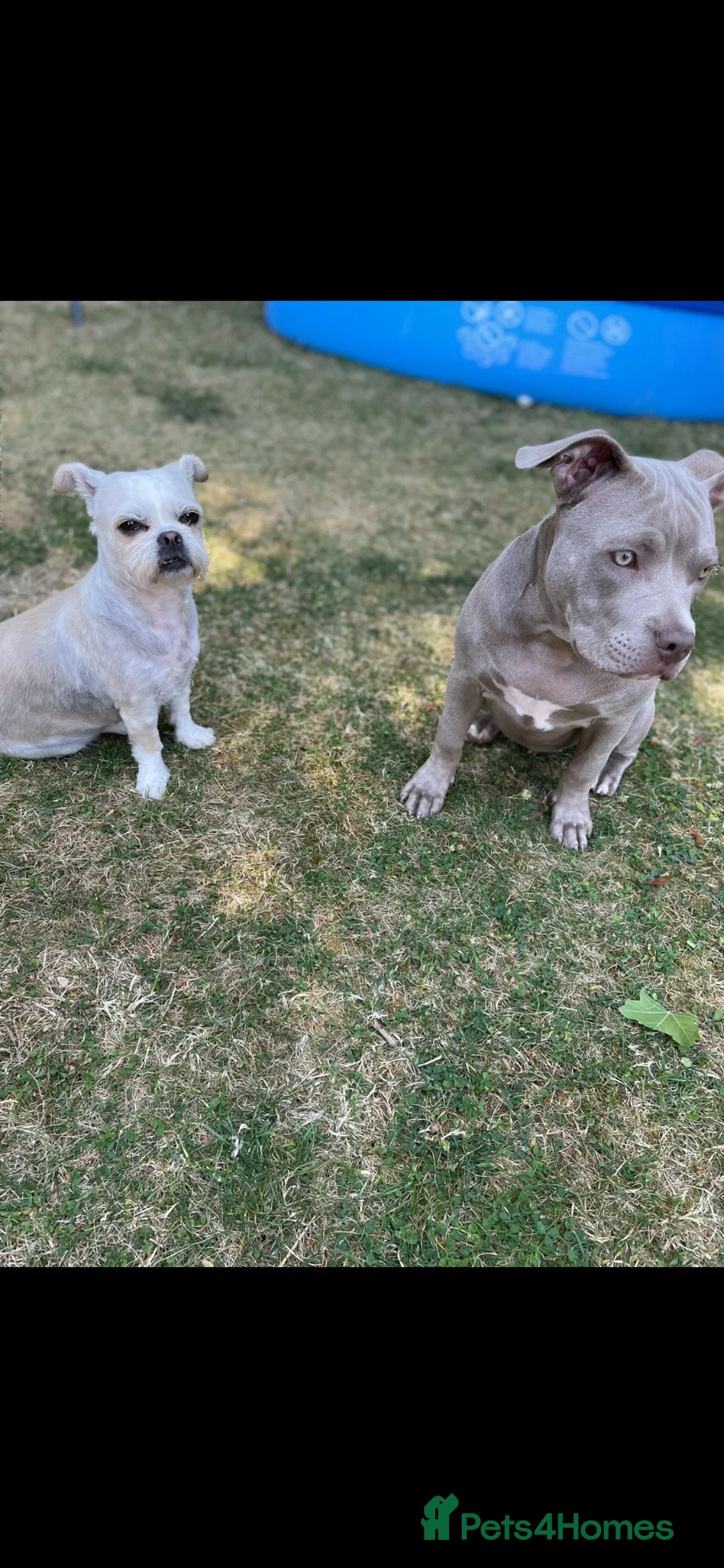 Mixed Breed dogs for sale: ShiChi for Rehome - Advert 3