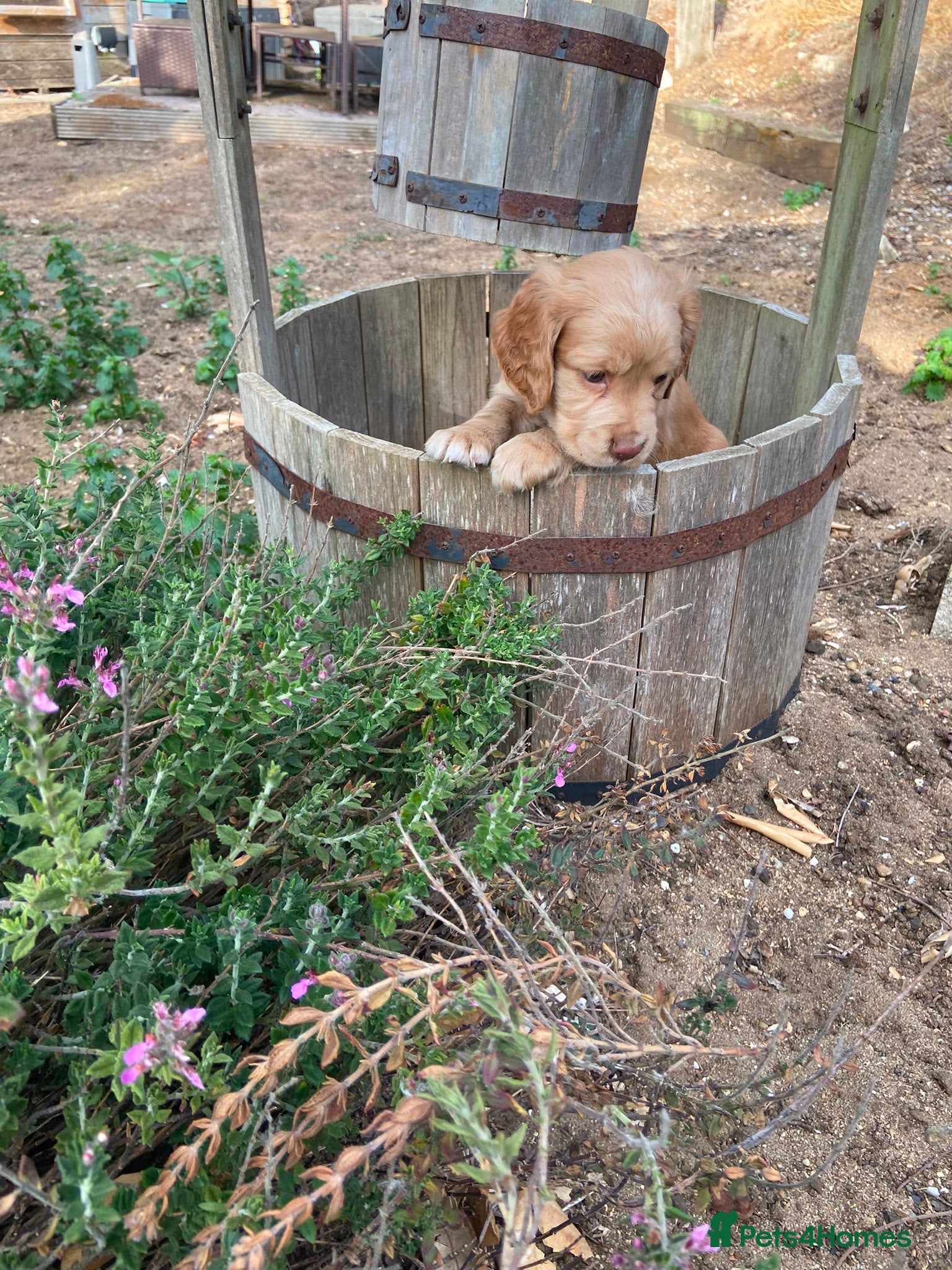 Cocker Spaniel dogs 💥 KC Registered, Health checked Cocker Spaniels💥 - Advert 16
