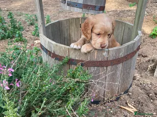 Cocker Spaniel dogs 💥 KC Registered, Health checked Cocker Spaniels💥 - Advert 16