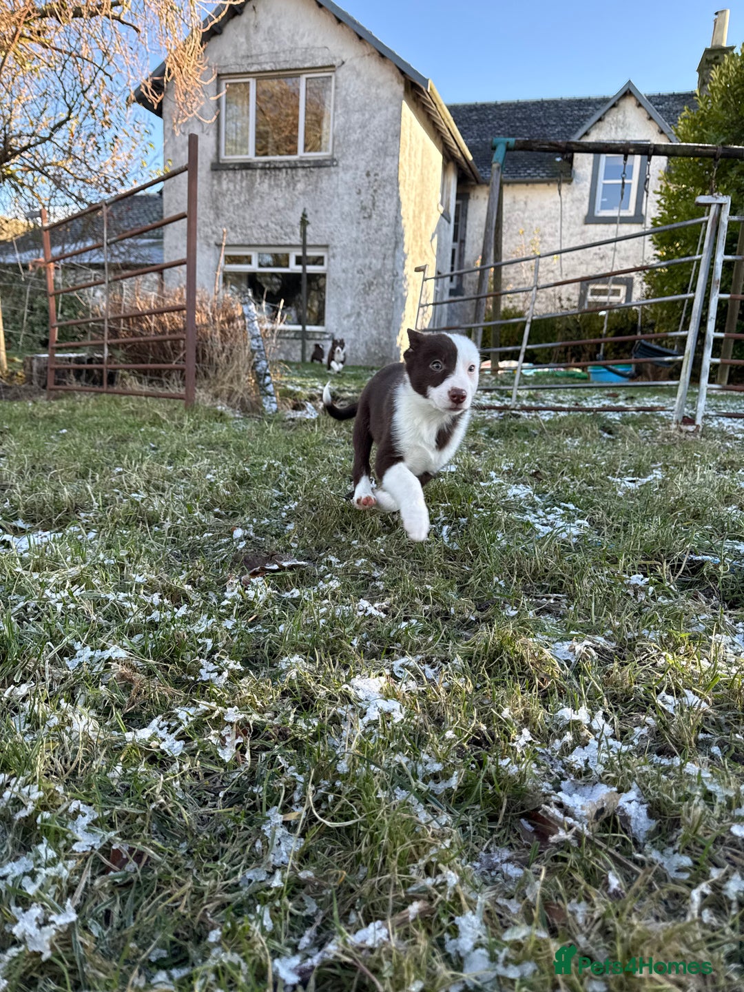 Border Collie dogs for sale: Red & White Border Collie Puppies - Advert 7