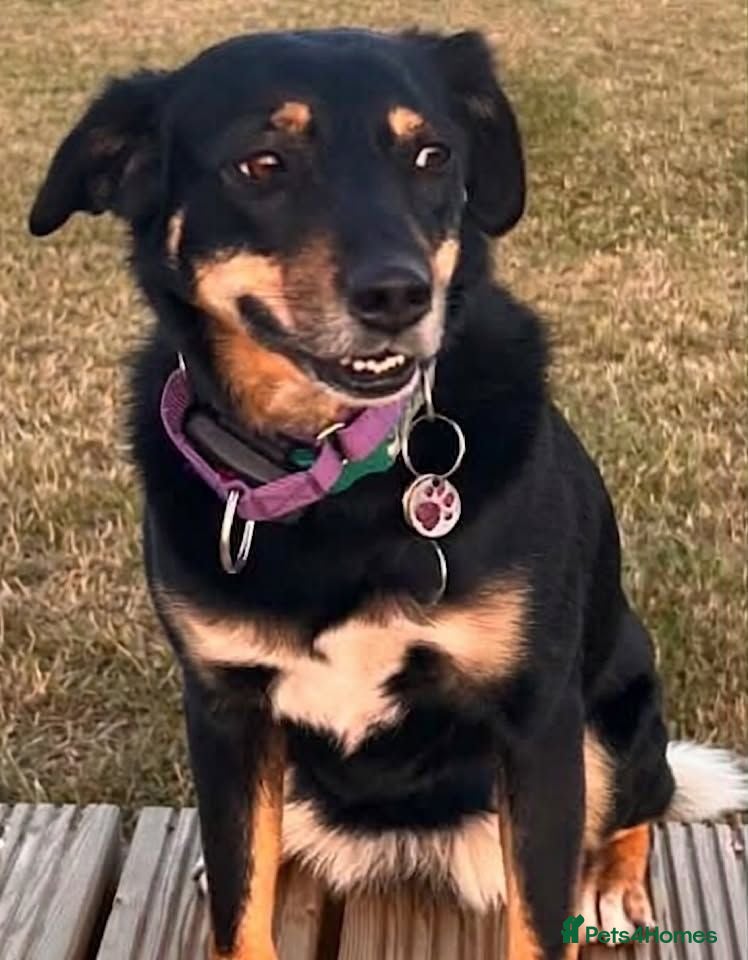 Mixed Breed dogs Faith - Advert 1