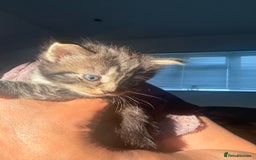Ragdoll cats for sale: Ragdoll and Russian blue mix - Image 19
