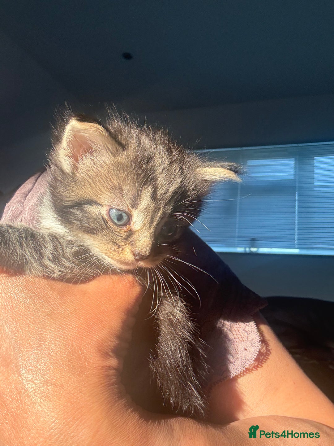 Ragdoll cats for sale: Ragdoll and Russian blue mix - Image 19
