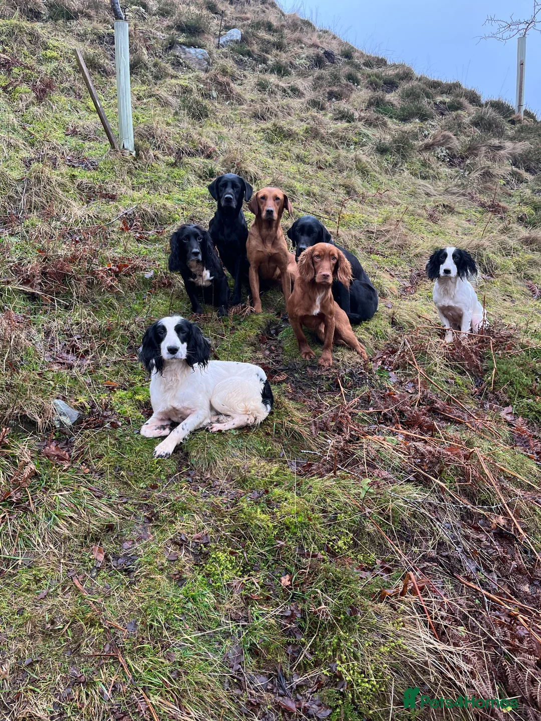 Cocker Spaniel dogs for stud: KC Fully Health Tested Red Working Cocker Spaniel  in Spennymoor - Advert 5