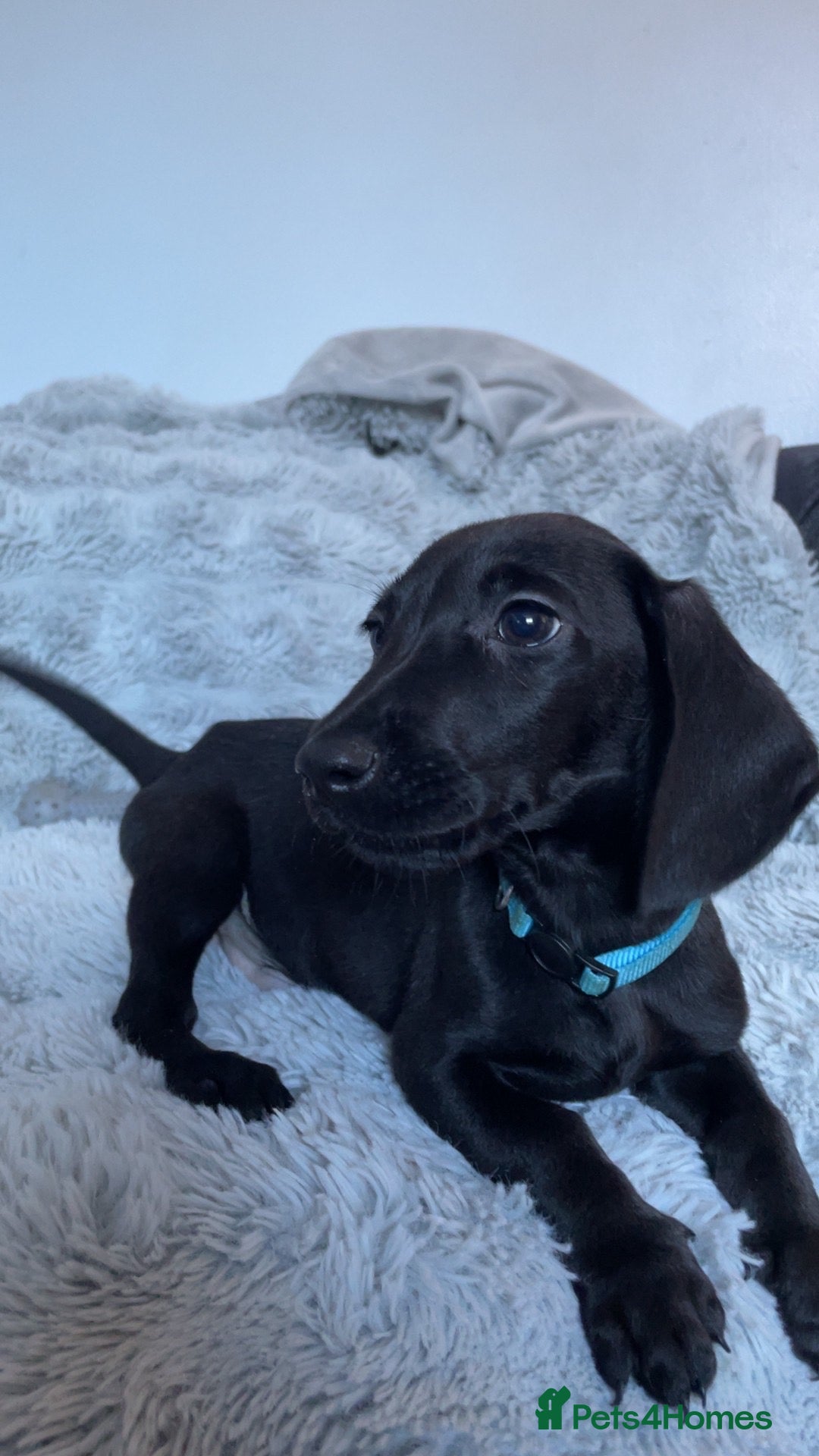 Mixed Breed dogs Miniature dachshund cross lab (dashadors)  - Advert 1