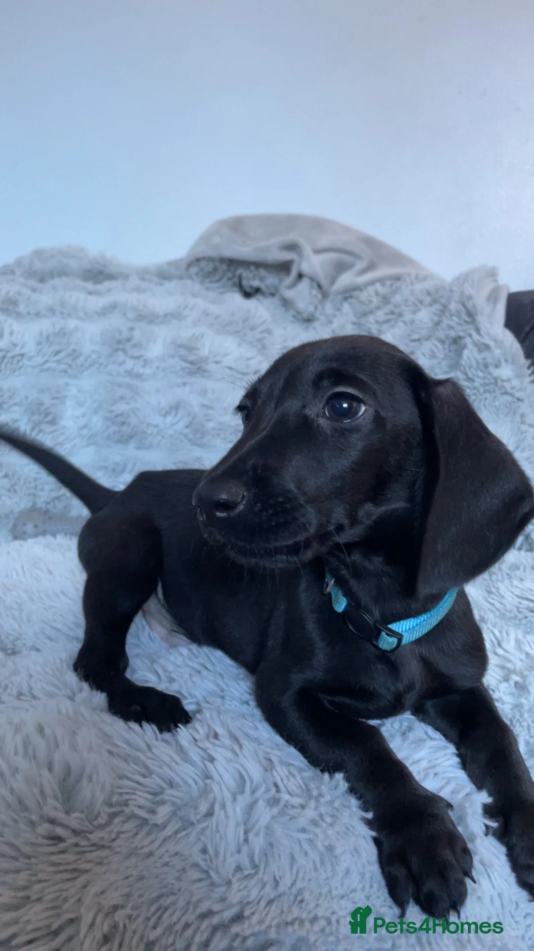Mixed Breed dogs for sale: Miniature dachshund cross lab (dashadors)  - Advert 1
