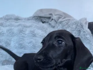 Mixed Breed dogs Miniature dachshund cross lab (dashadors) - Advert 1