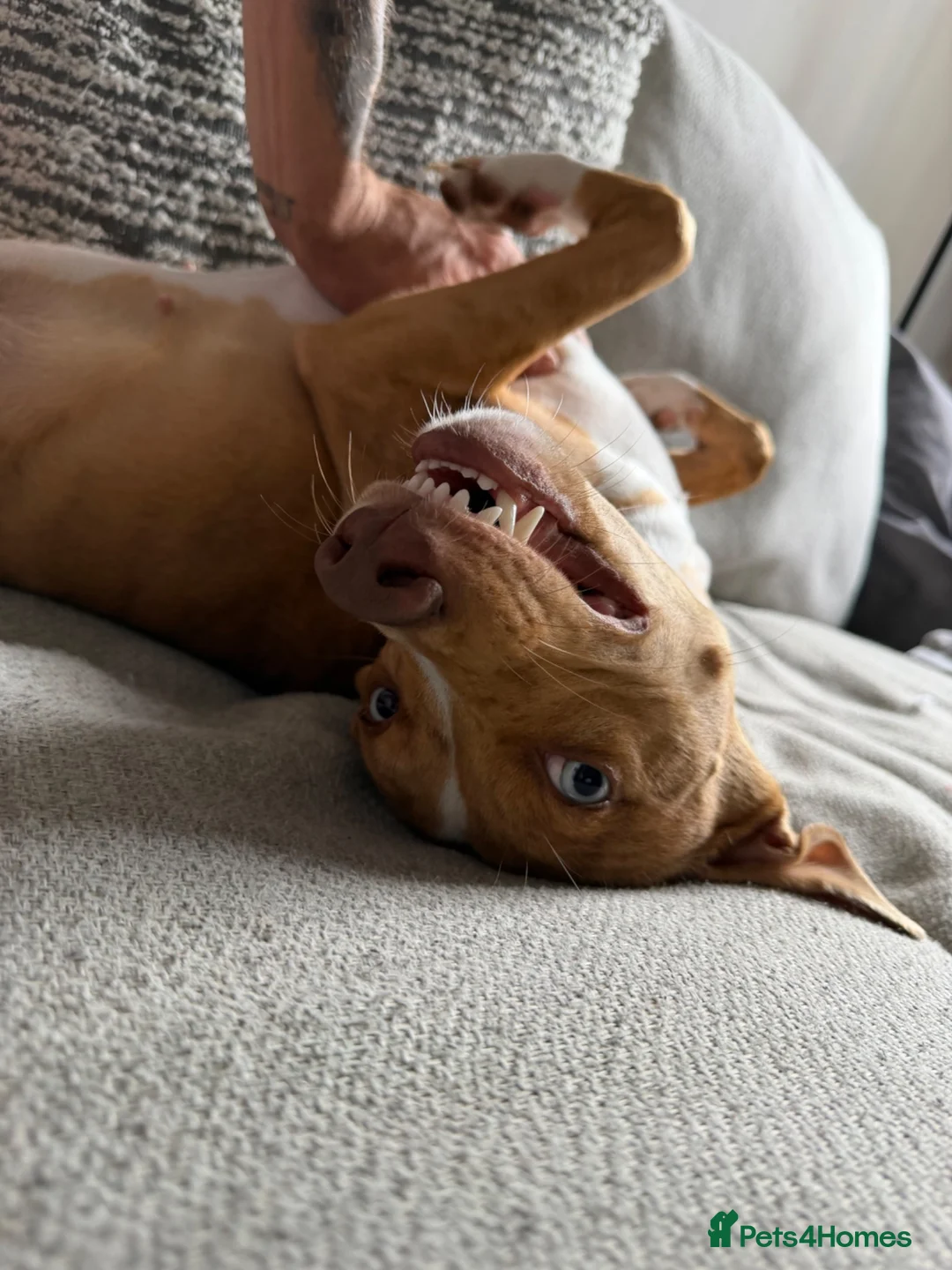 Mixed Breed dogs for sale: Poppy  in Barnsley - Advert 2