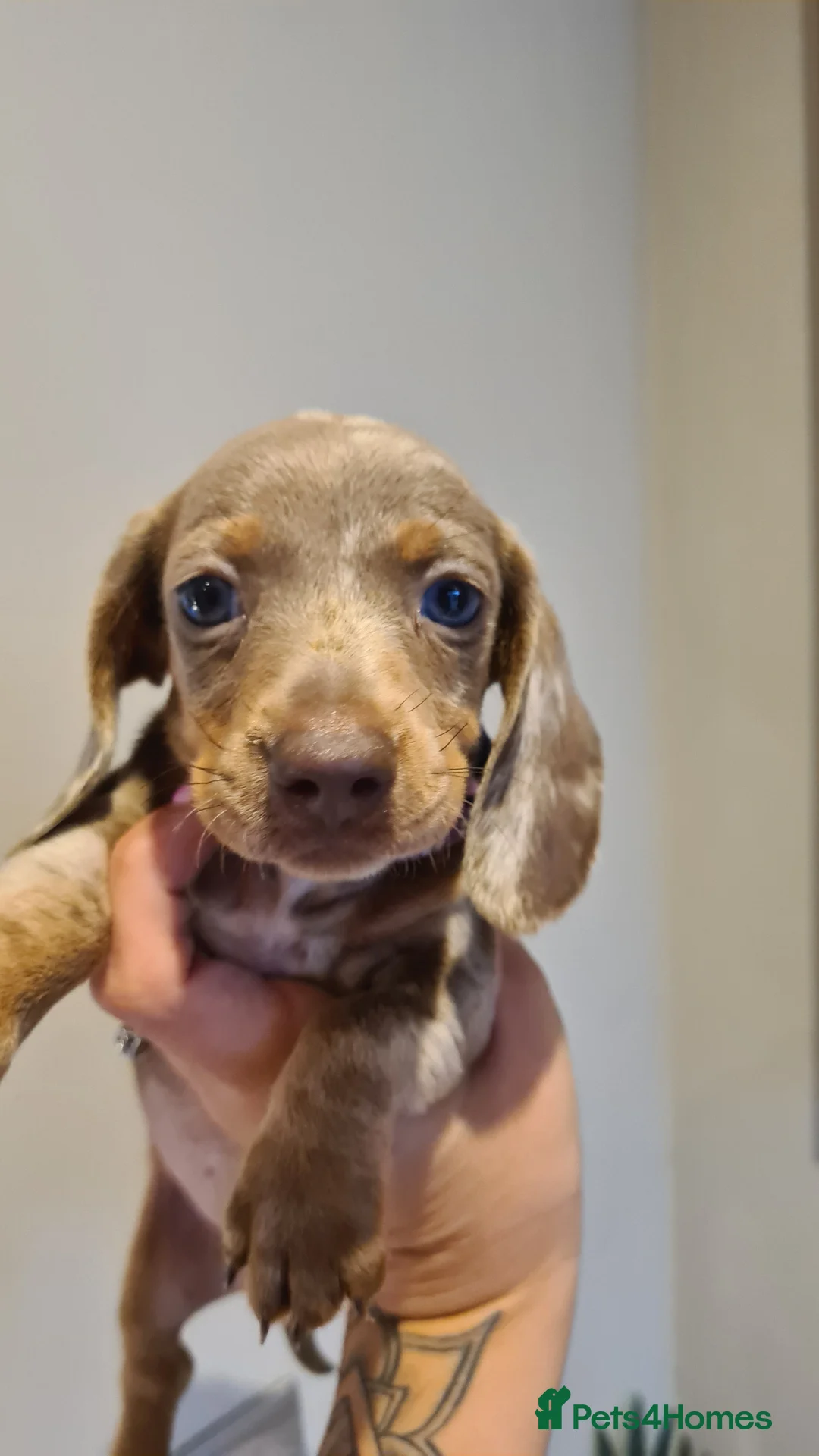 Miniature Dachshund dogs for sale: Lilac dapple daxies ready soon 3 girls 2 boys left - Advert 6