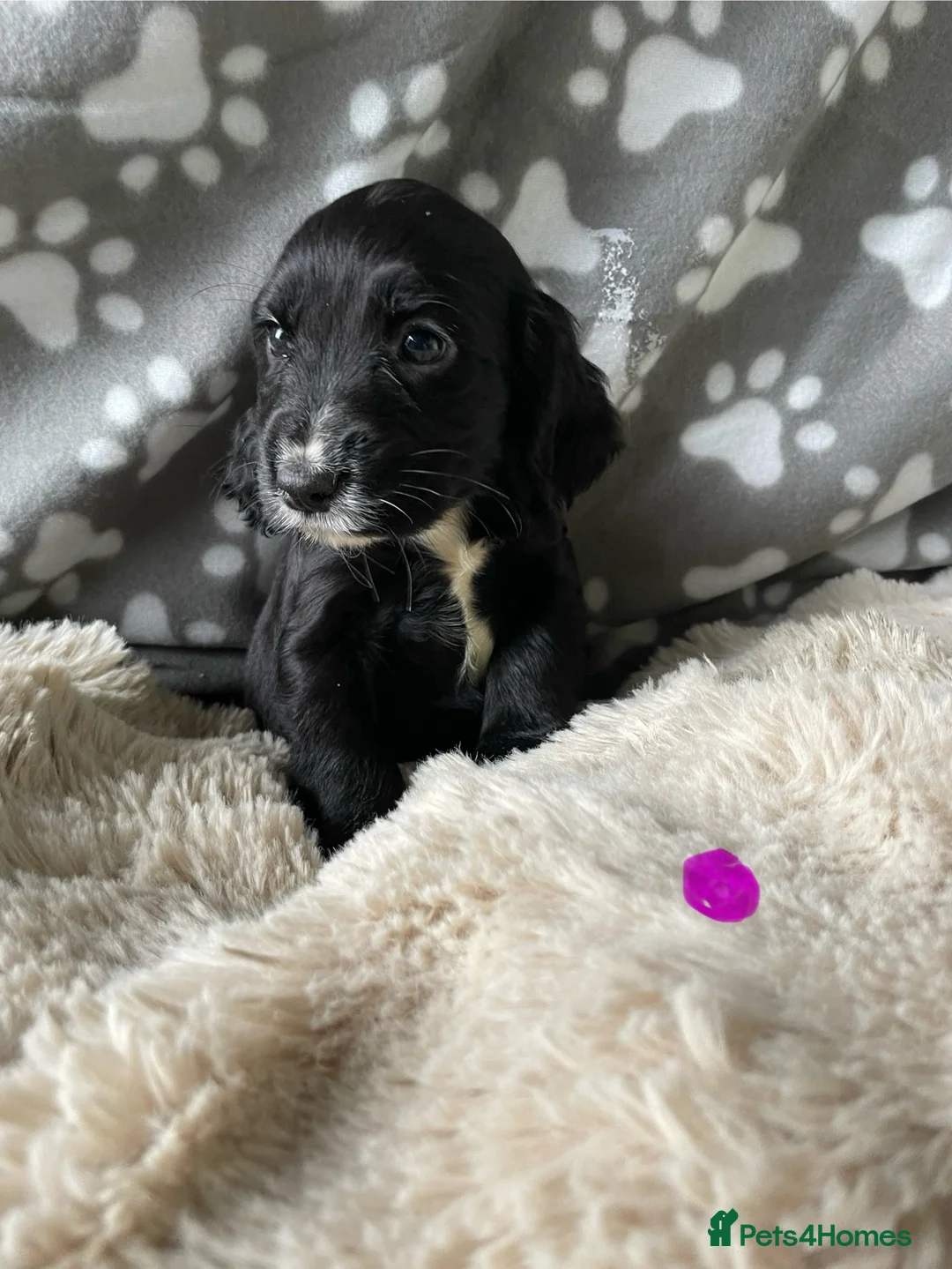 Cocker Spaniel dogs for sale: Working cocker spaniels  - Advert 21