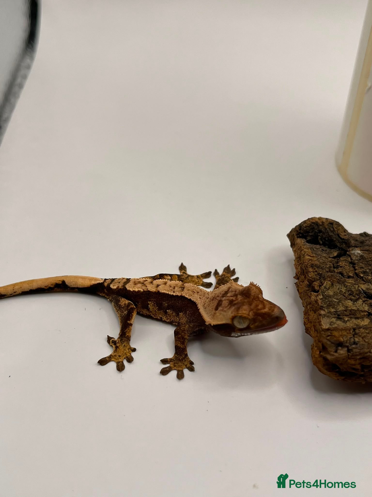 Gecko reptiles Crested and chahouas geckos - Advert 21