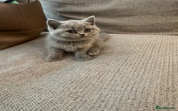 British Shorthair cats for sale: Lilac British Shorthair Kittens - 2 boys 3 girls - Image 16