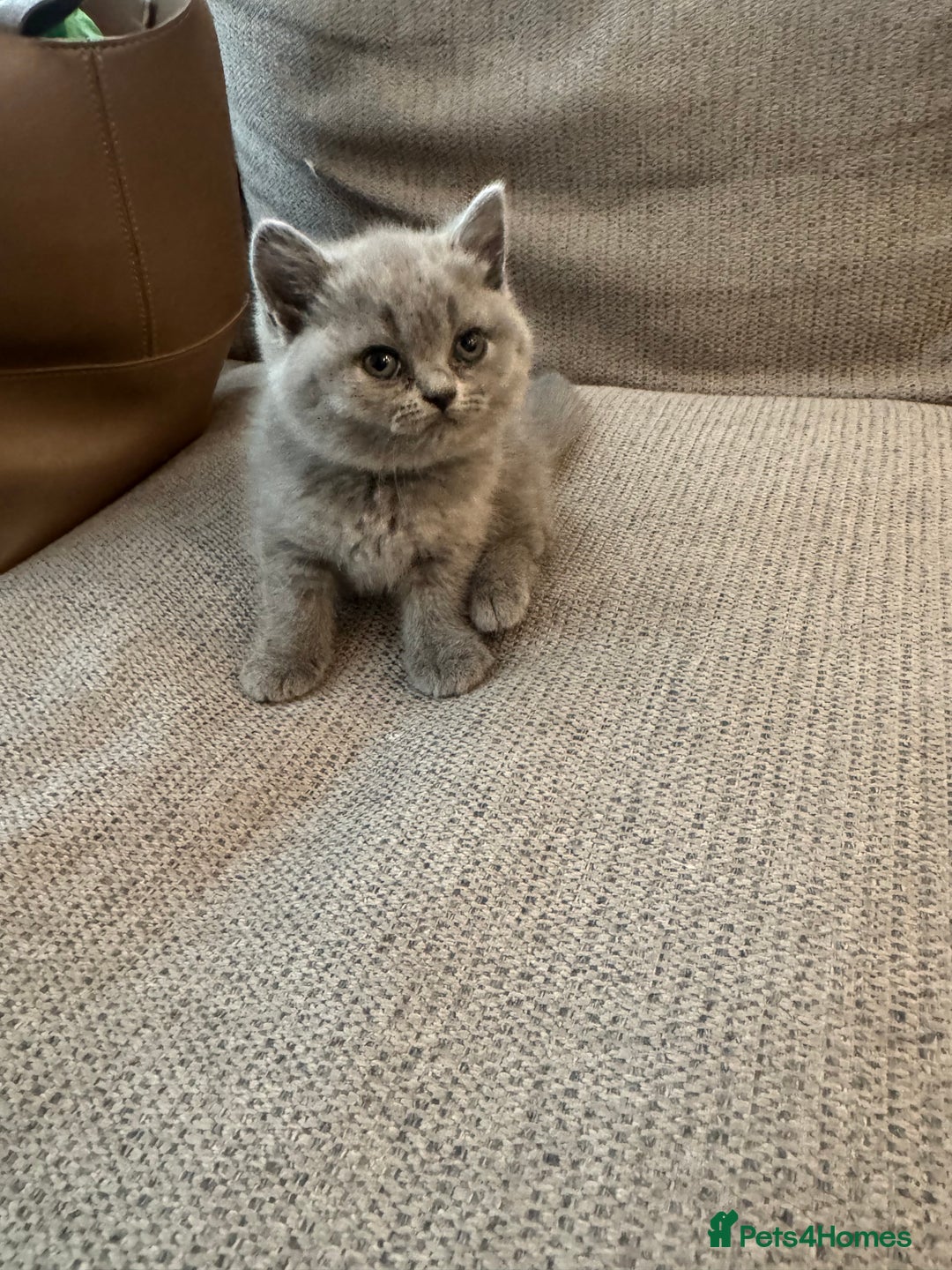 British Shorthair cats for sale: Lilac British Shorthair Kittens - 2 boys 3 girls - Image 16