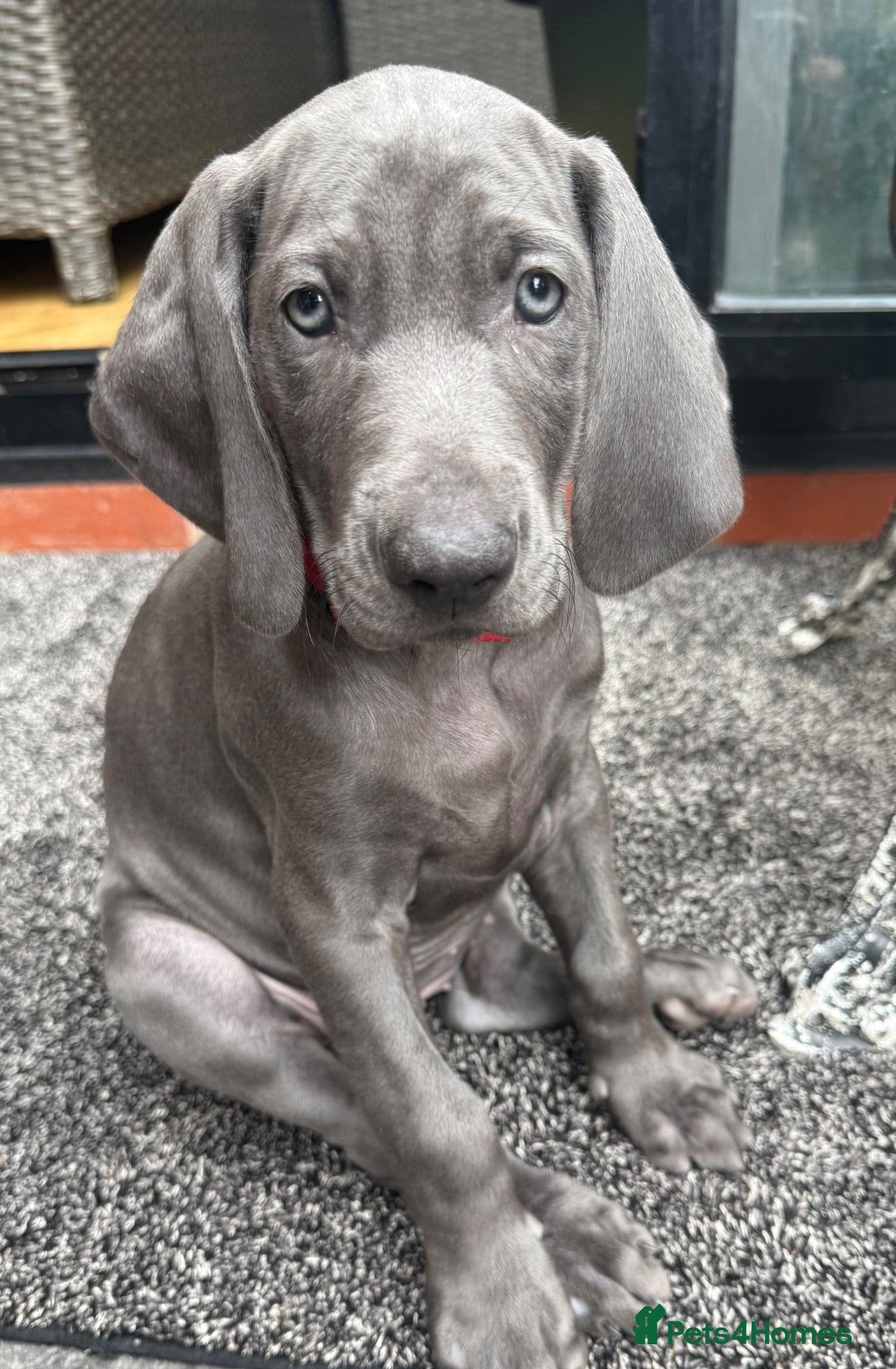 Weimaraner dogs KC Reg Weimaraner Puppies Silver & Blue - Advert 2