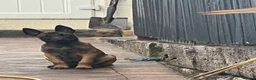 Belgian Shepherd Dog dogs for sale: Stunning Belgian Malinois pups 1 boy - Advert 31
