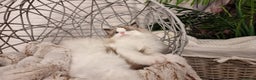 Ragdoll cats for sale: Quality Tica reg Ragdoll kittens  - Advert 6