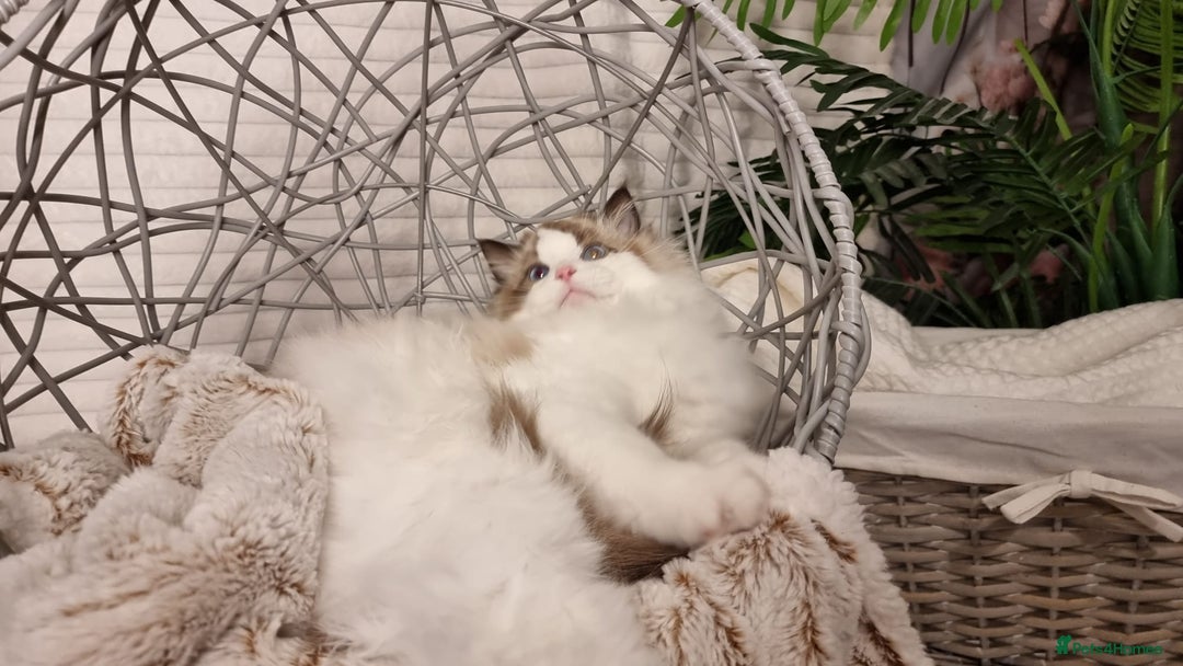 Ragdoll cats for sale: Quality Tica reg Ragdoll kittens  - Advert 6