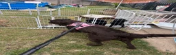 Mixed Breed dogs for sale: Stunning litter Flat coat x golden retriever  in Telford - Advert 20