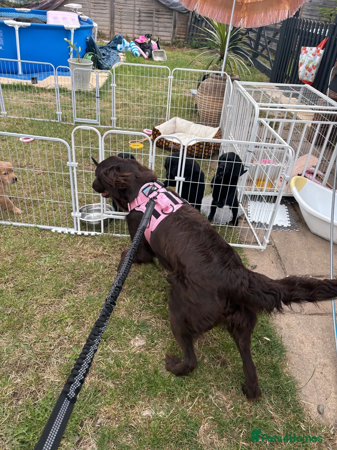 Mixed Breed dogs for sale: Stunning litter Flat coat x golden retriever  in Telford - Advert 20